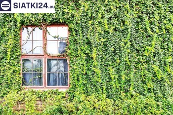Siatki Chojnów - Siatka wspierająca rośliny pnące na ścianę dla terenów Chojnowa
